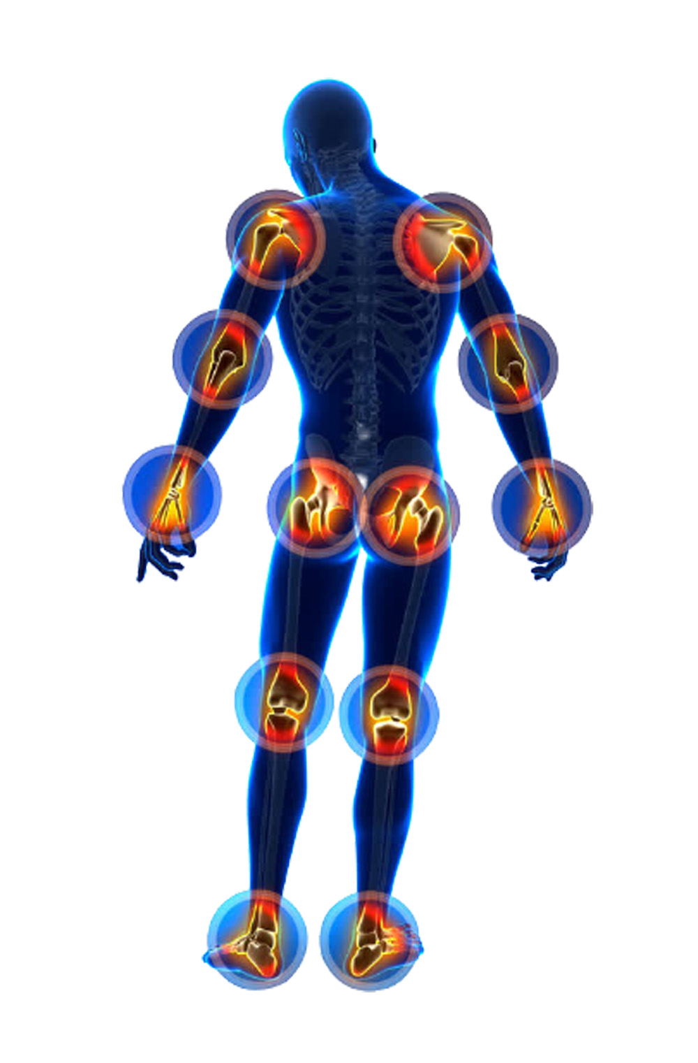 Bone Collagen Application (3)